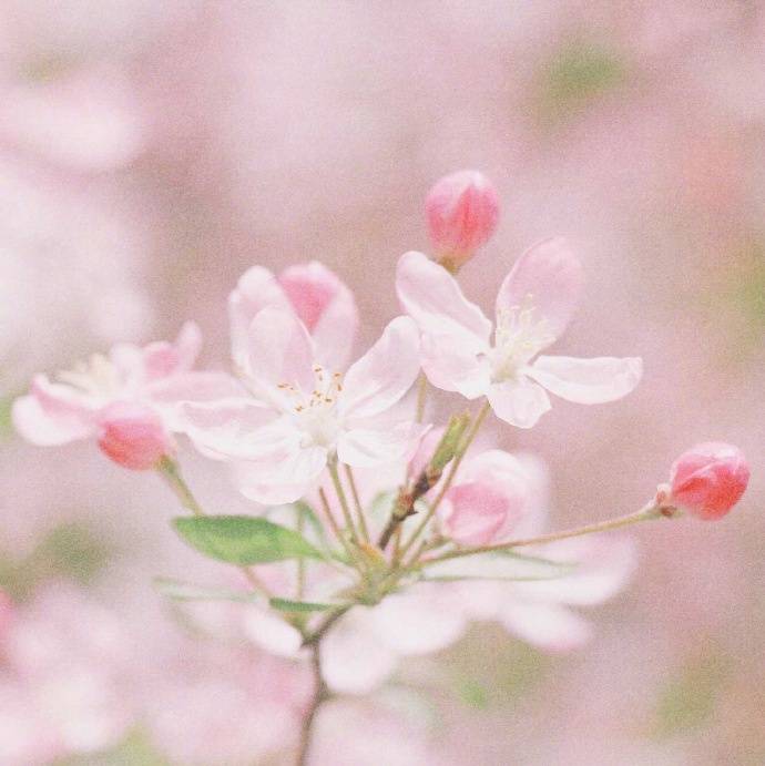 花花草草